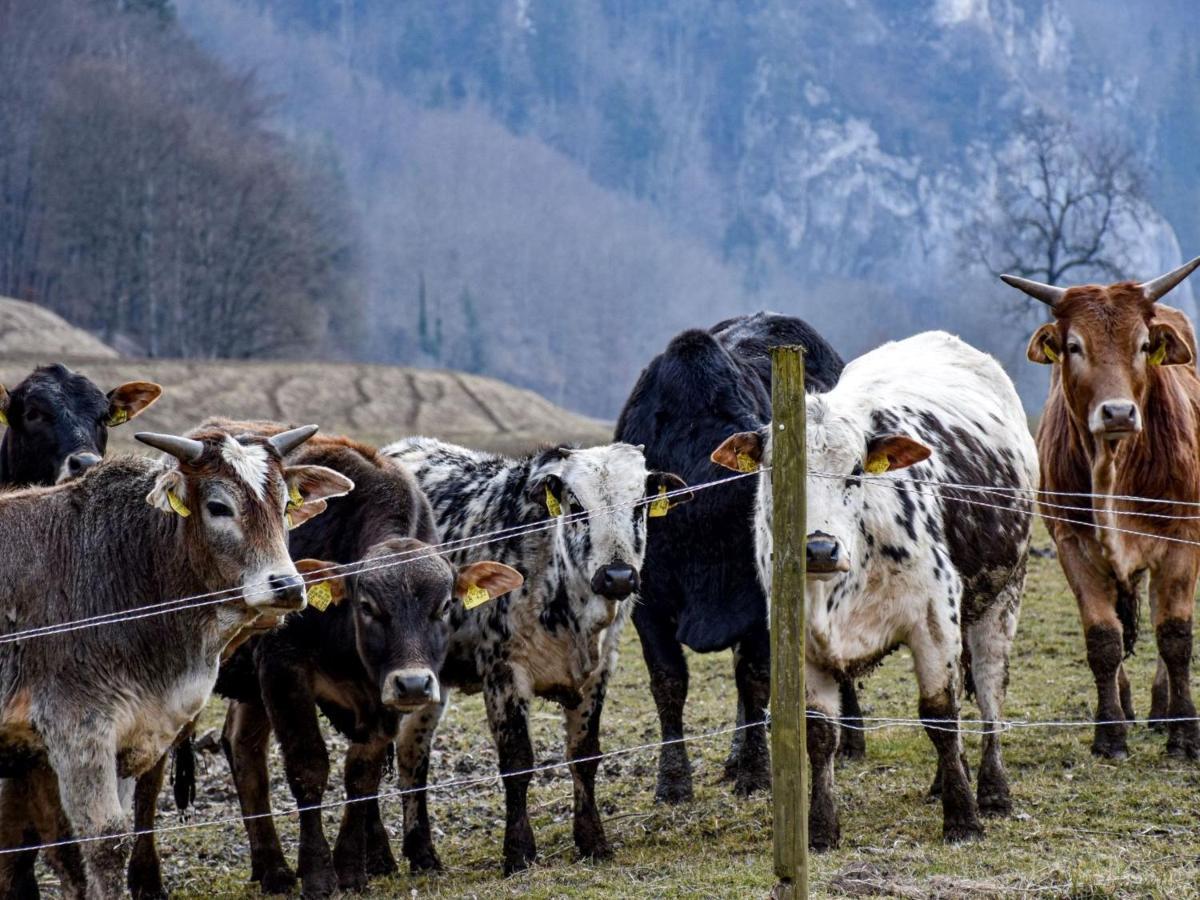 Gasthaus Jaegerhaus Fridingen an der Donau Bagian luar foto